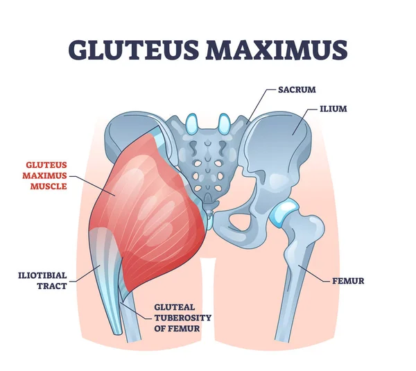 Gluteus maximus músculo como cadera médica y pierna anatomía médica esquema diagrama — Archivo Imágenes Vectoriales