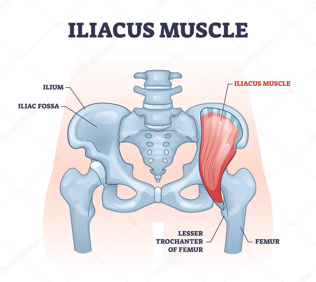 Iliacus muscle with hip or groin muscular, skeletal anatomy outline diagram