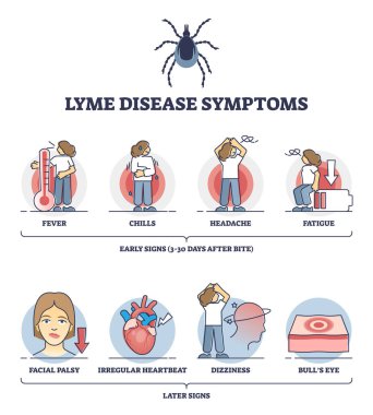 Lyme hastalığı belirtileri erken ve sonra hastalık belirtileri ana hatları.