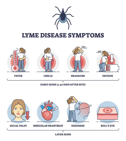 早期およびそれ以降の病気の徴候を伴うライム病の症状の概要図 — ストックベクタ