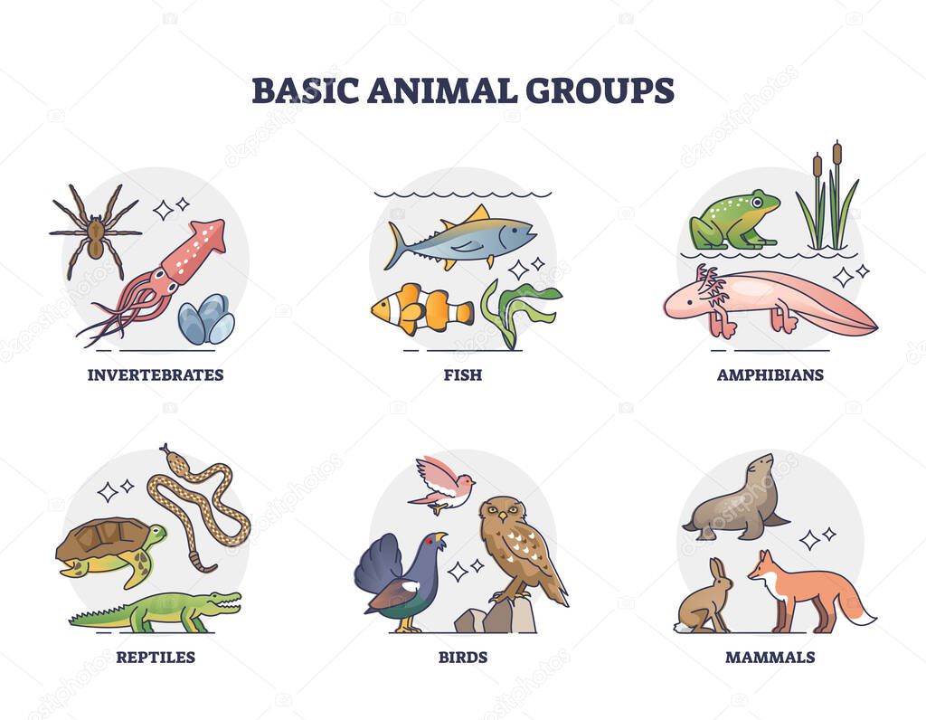 Basic animal groups and biological nature categories division outline diagram