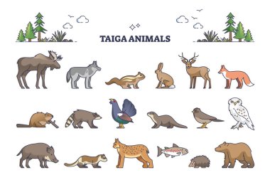 Tayga hayvan koleksiyonu ve doğal habitat yaratıkları ana hatları.