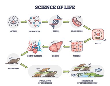 Doğa fizyolojisi kategorileri olarak yaşam bilimi geliştirme diyagramı