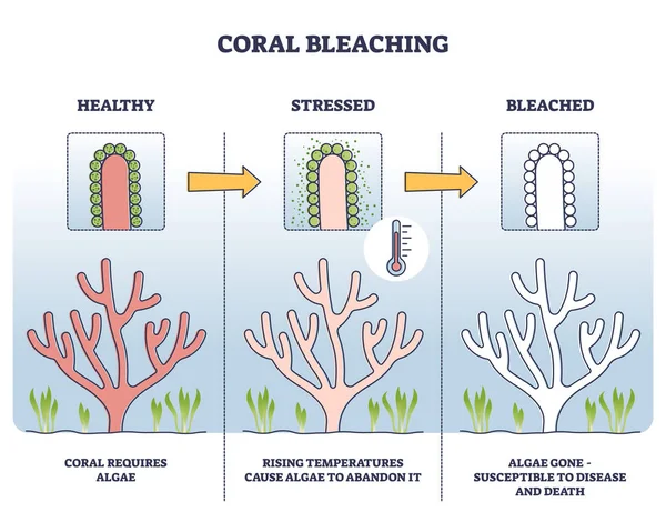 Процес відбілювання коралів з напруженими та відбіленими стадіями контурна діаграма — стоковий вектор