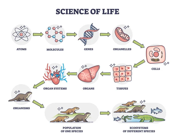 Ciencia de la vida como naturaleza fisiología categorías desarrollo esquema diagrama — Vector de stock