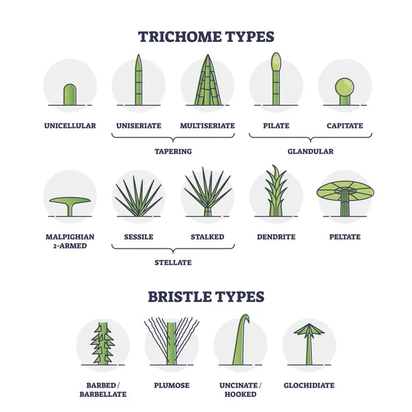Trichome and bristle types comparison and division groups outline diagram — Stockový vektor