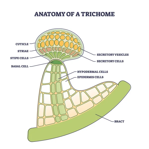 Anatomy of trichome with biological model structure closeup outline diagram — Stock Vector