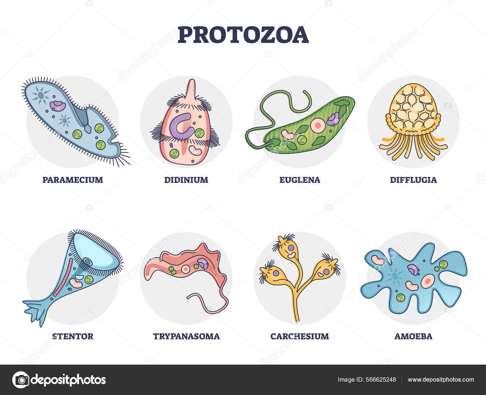 Protozoa division collection as single cell eukaryote biological ... Biology Diagrams