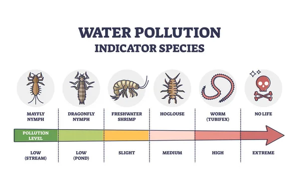 Water pollution indicator species from low to extreme levels outline diagram — Stockvector