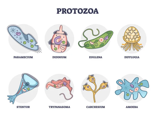 Protozoa division collection as single cell eukaryote biological outline set — Stockový vektor