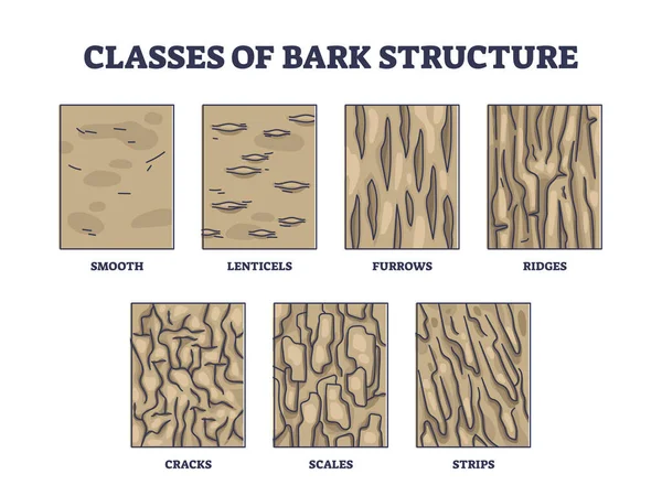 Classes of bark structure with biological visual division outline diagram — Stockový vektor