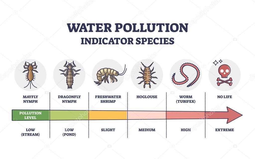 Water pollution indicator species from low to extreme levels outline diagram