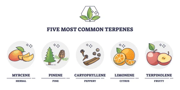 Terpenes types for essential oils and aromatic nature flavors outline diagram — Vector de stock