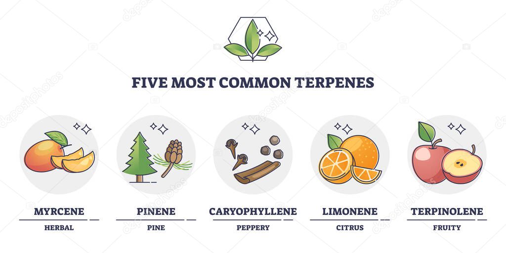 Terpenes types for essential oils and aromatic nature flavors outline diagram
