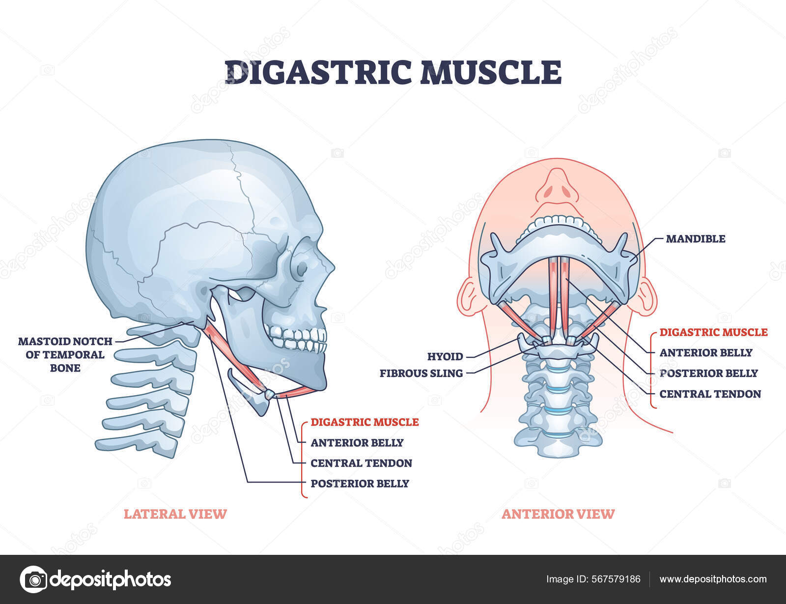 Digastric muscle with human facial neck and chin structure outline