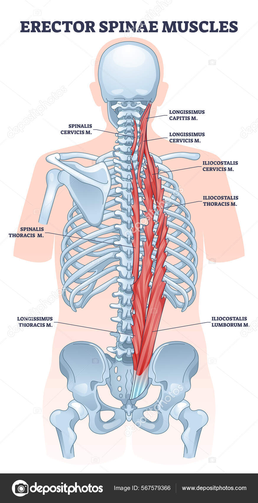 Erector spinae muscles with human back muscular system outline diagram