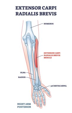 Extensor carpi radialis brevis kas kol ve el kemikleri çizim diyagramı