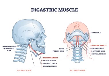 Digastric muscle with human facial neck and chin structure outline diagram clipart