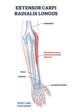 Extensor carpi radialis longus kas kol ve el kemikleri çizim diyagramı
