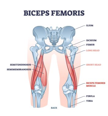 Biceps femoris muscle with human leg and thigh structure outline diagram clipart