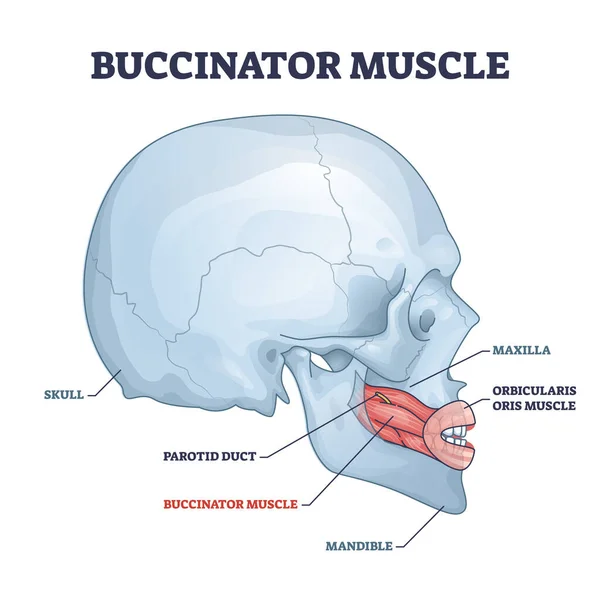 Músculo buccinador con huesos faciales y de mentón principales humanos diagrama de contorno — Vector de stock