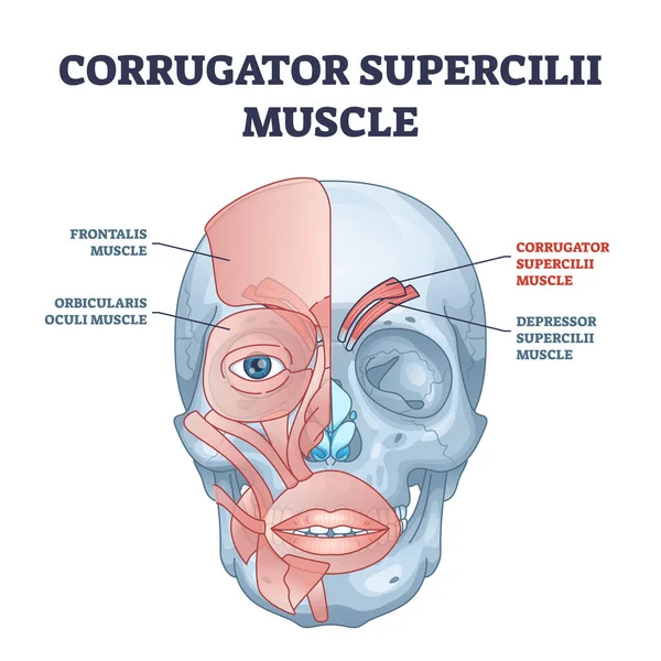Corrugator supercilii muscle anatomy for eyebrows movement outline diagram — Stockvector