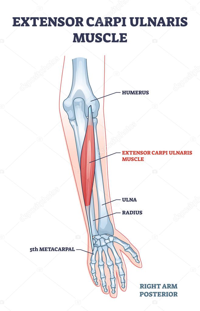 Extensor carpi ulnaris muscle with arm and hand wrist bones outline diagram