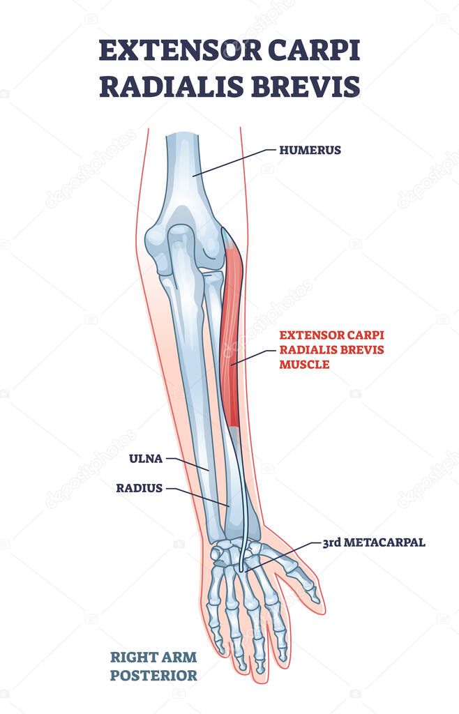 Extensor carpi radialis brevis muscle with arm and hand bones outline diagram