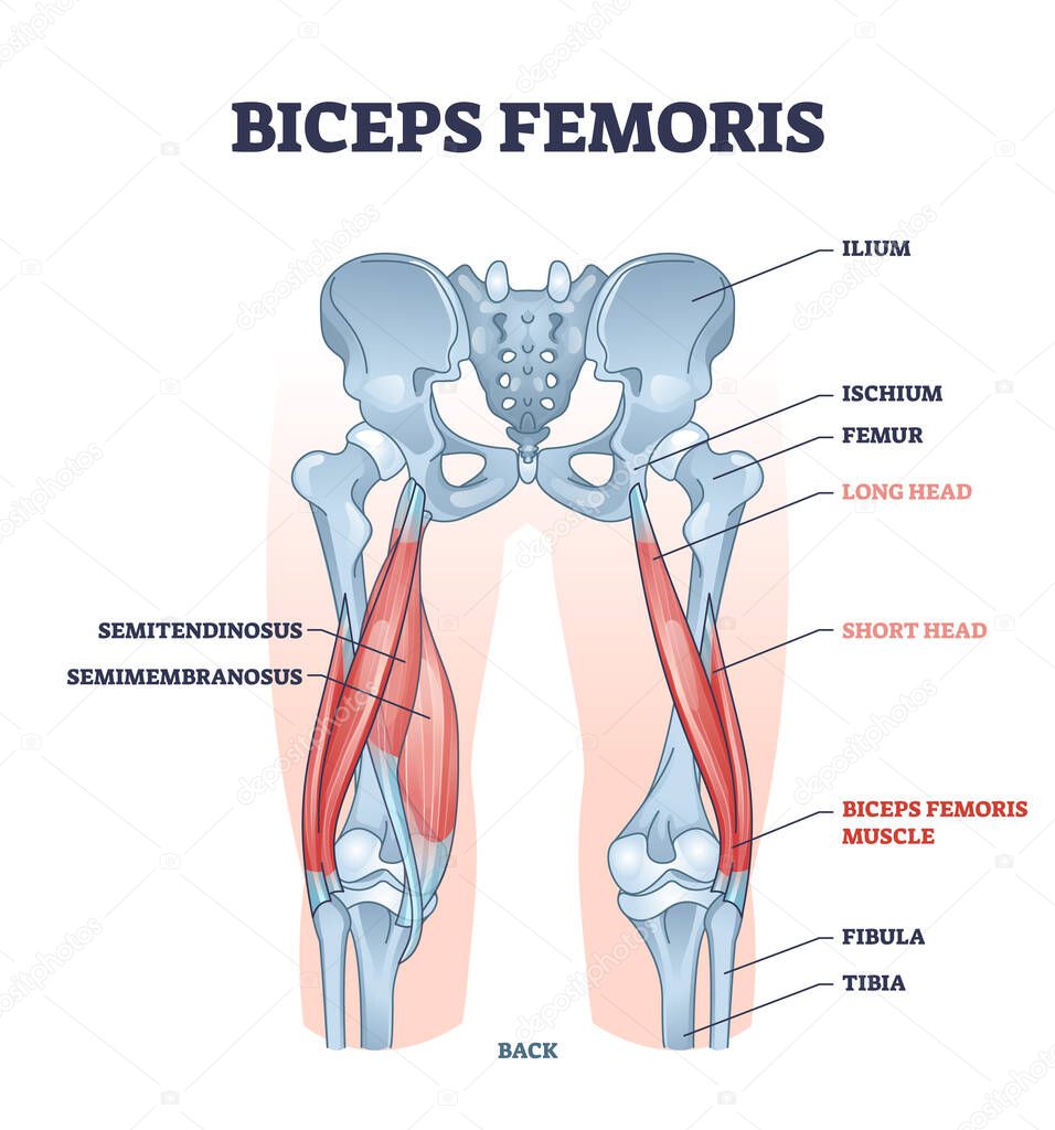 Biceps femoris muscle with human leg and thigh structure outline diagram
