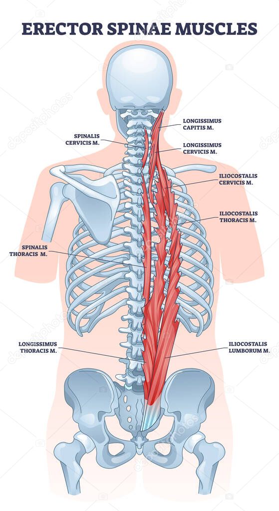 Erector spinae muscles with human back muscular system outline diagram