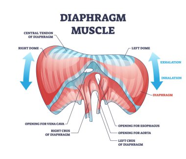 Diaphragm muscle with exhalation and inhalation movement outline diagram clipart