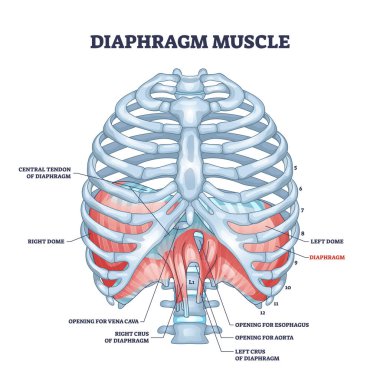 Diaphragm muscle as body ribcage dome muscular system outline diagram clipart