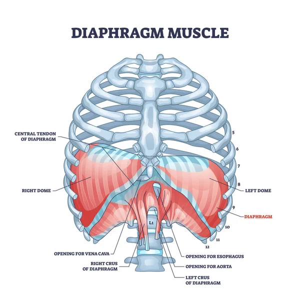 Diaphragm muscle structure with transparent ribcage bones outline diagram — Vetor de Stock