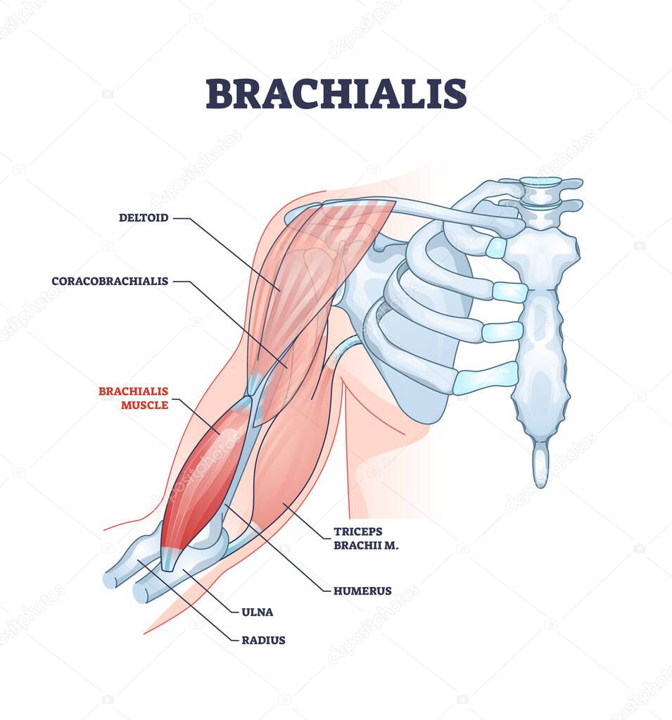 Brachialis muscle with human arm and shoulder bone structure outline diagram