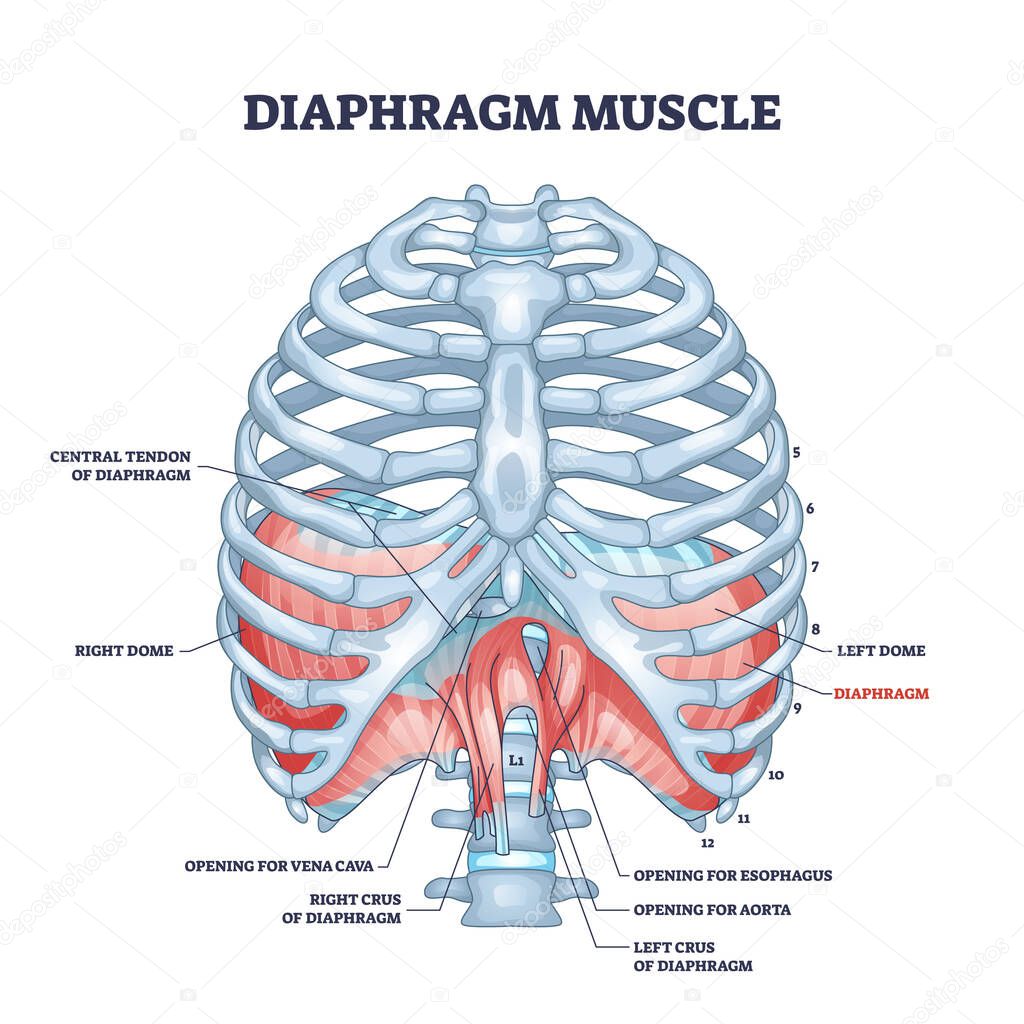 Diaphragm muscle as body ribcage dome muscular system outline diagram
