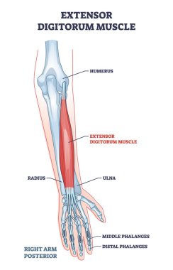 Extensor dijitorum kası, insan kolu, arka kemikler, diyagram.