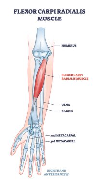 Flexor carpi radialis kas insan kolu iskelet kemikler şema çizim