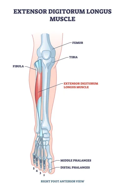 Extensor digitorum longus muscle with foot skeletal system outline diagram — Vetor de Stock