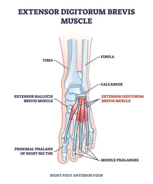 Extensor digitorum brevis músculo para falanges pé diagrama de contorno de movimento — Vetor de Stock