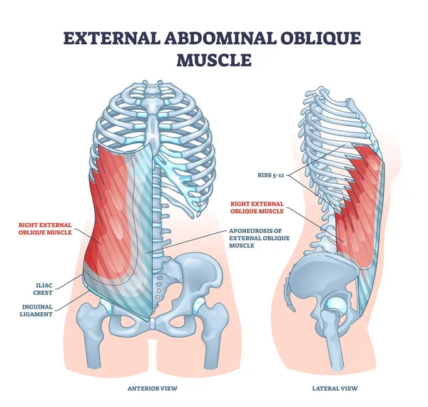 Músculo oblicuo abdominal externo con huesos de la caja torácica humana diagrama de contorno — Archivo Imágenes Vectoriales