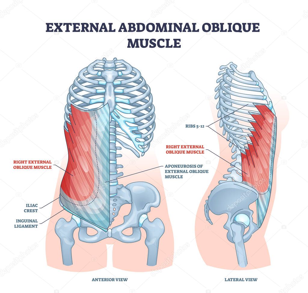 External abdominal oblique muscle with human ribcage bones outline diagram