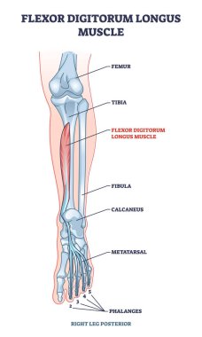 Flexor digitorum longus kas insan bacağı ve ayak kemikleri şeması ile