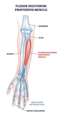 Flexor digitorum profundus kası ve insan kol kemikleri şeması.