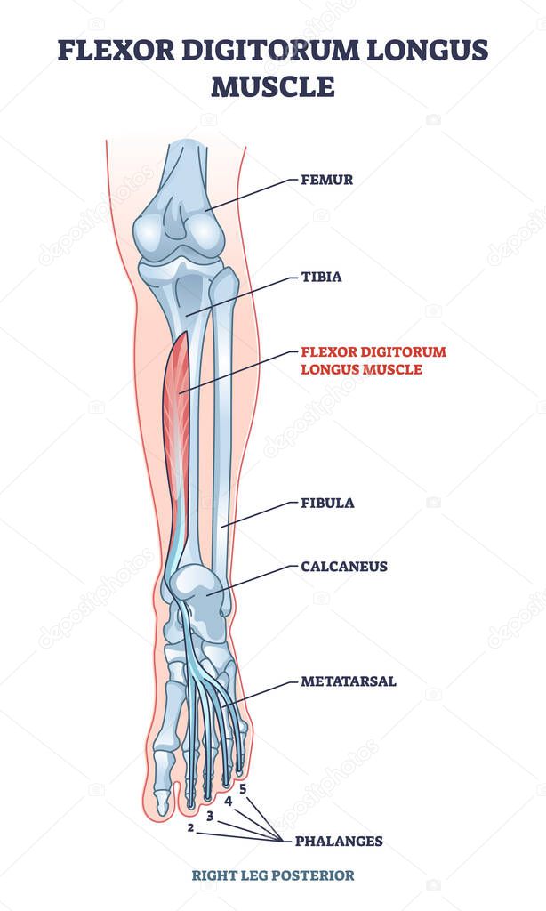 Flexor digitorum longus muscle with human leg and foot bones outline diagram