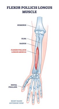 Flexot pollicis longus muscle and human arm or hand bones outline diagram clipart