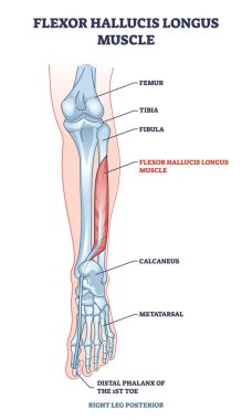 Flexor hallucis longus muscle with human leg and foot bones outline diagram clipart