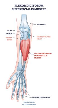 Flexor digitorum superficialis muscle and human arm bones outline diagram