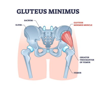 Gluteus minimus muscle with hips muscular system and bones outline concept clipart