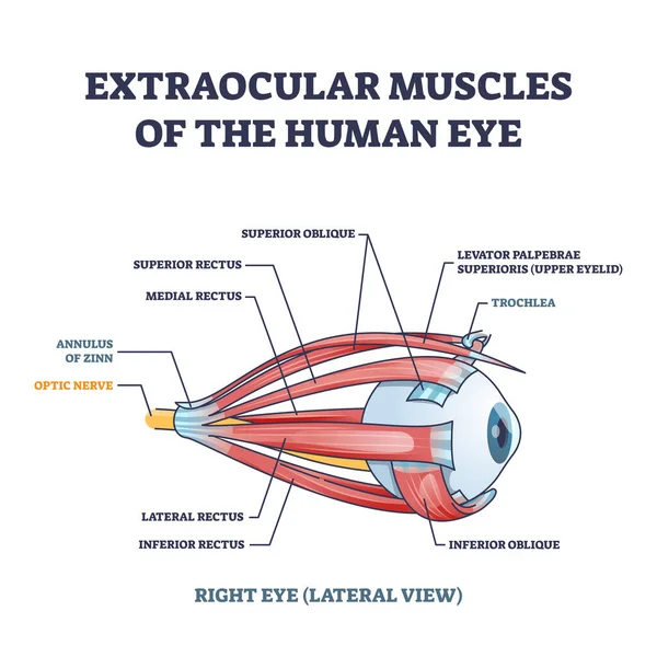 Extraocular muscles of human eye with muscular anatomy outline diagram — Vector de stock