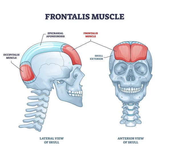 Frontalis muscle with human head facial muscular system outline diagram — Stock Vector